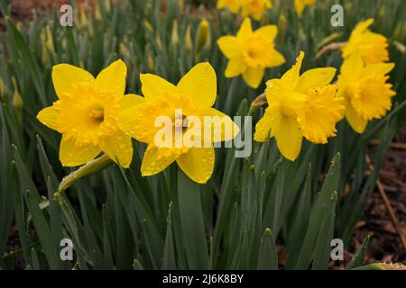 Yellow Daffodil Flowers in Garden Covered in Clear Raindrops after a Spring Rain Stock Photo
