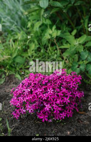 Beautiful flowers Phlox awl-shaped close-up in the garden. Stock Photo