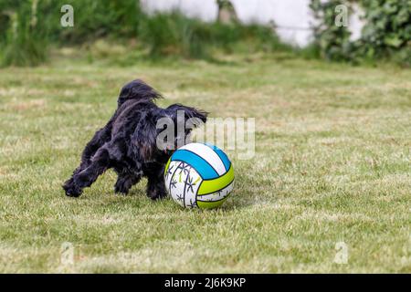 A portrait of a black shi tzu canine dog running after a plastic ball in a grass lawn. The animal is playing with the toy and is having a lot of fun. Stock Photo