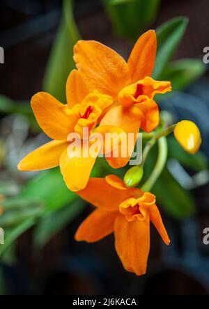 Cattleya ibrido, orange flower, is a genus in the orchid family Orchidaceae Stock Photo