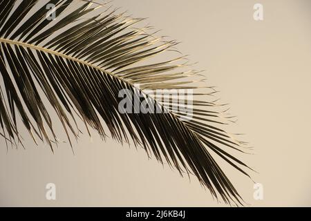 Palm leaf in sepia color tone on the copy space summer background Stock Photo