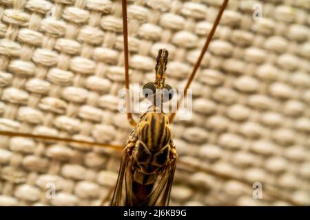 Macro view from above of a dragon fly in the spring Stock Photo