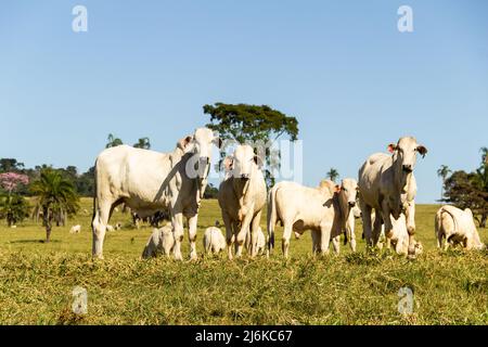 Goiânia, Goias, Brazil – May 01, 2022:  Roadside landscape in Brazil with cattle eating green grass on a day with clear sky. Rural landscape in the in Stock Photo
