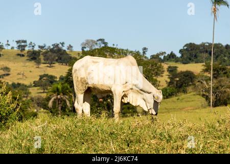 Goiânia, Goias, Brazil – May 01, 2022:  Roadside landscape in Brazil with cattle eating green grass on a day with clear sky. Rural landscape in the in Stock Photo