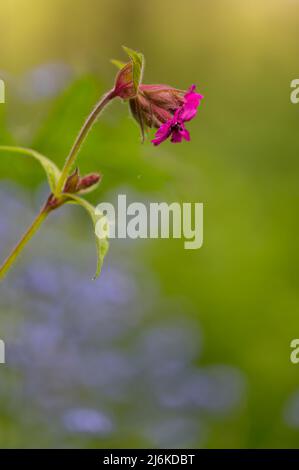 Red Campion Silene dioica growing in a North Norfolk garden surrounded by Forget me Knot flowers. Stock Photo