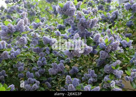 Island ceanothus tree 'Trewithen Blue' in flower Stock Photo