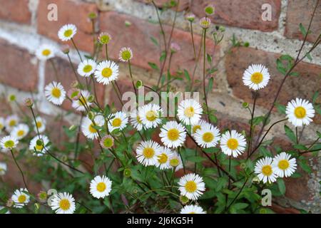 Mexican fleabane daisies in flower. Stock Photo