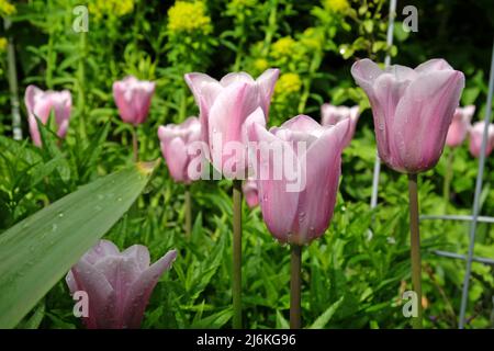 Tulip 'Mistress Mystic' in flower. Stock Photo