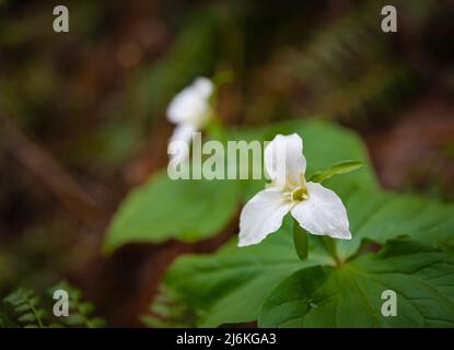 Great white trillium flower in the city park. Selective focus, nobody, blurred, shallow depth of field Stock Photo