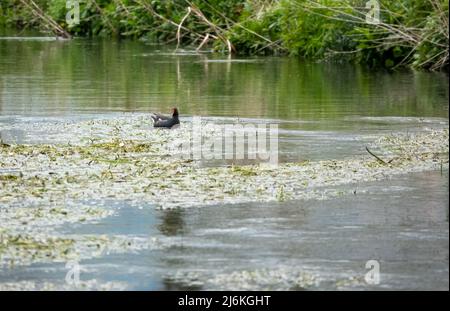 moorhen (Gallinula) in a river weedbed Stock Photo