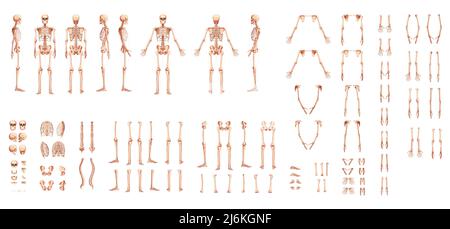 Set of Skeleton Human hands, legs, chests, heads, vertebra, pelvis, Thighs front back side view. 3D realistic flat natural color concept Vector illustration of anatomy isolated on white background Stock Vector