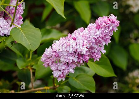 Mauve to purple to pink racemes of a fragrant double flowered lilac bush flowering in a garden in Surrey, south-east England in early to mid-spring Stock Photo