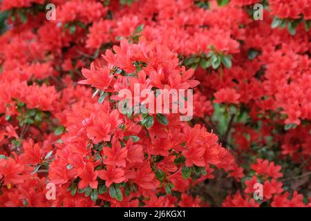 Red Rhododendron 'Rustica' in flower Stock Photo