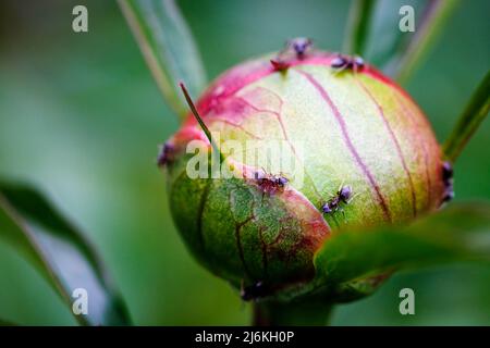 Ants feeding on nectar on a paeony bud in a garden in Surrey, England in spring: an example of biological mutualism benefiting both organisms Stock Photo