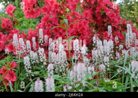 White heartleaf foamflower in bloom. Stock Photo