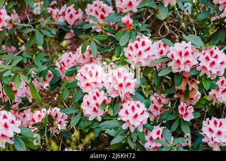 Large rhododendron flower heads with pink petals and mottled deep red throats growing in a garden in Surrey, south-east England Stock Photo