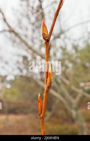 First spring buds on tree branch ready to blossom into leaves to begin photosynthesis. Stock Photo