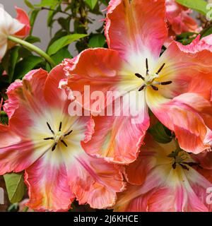 Irregular shaped frilly edged petals of large multi-coloured Apricot Parrot tulips in bloom in late spring, grown in a garden in Surrey, SE England Stock Photo