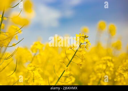 Flowering rapeseed, spring background. Bright yellow flowers against the sky, selective focus.