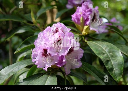 Purple Rhododendron 'Blue Jay' in flower. Stock Photo