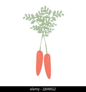 Carrot with leaves, colorful illustration Stock Vector
