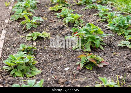 A bed of strawberries in early spring, new leaves are growing Stock ...
