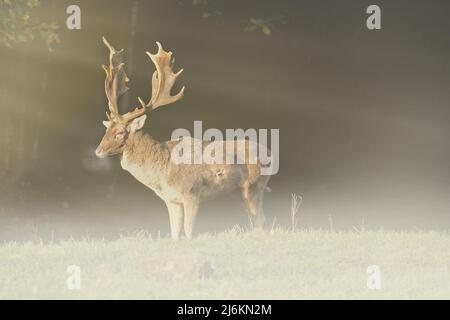 Capital fallow deer in the rising morning fog on a meadow in the forest.
