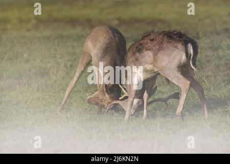 Young fallow deer fight in the fog. The fights during the rut are more for the young and inexperienced.