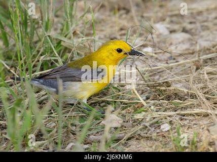 Prothonotary Warbler (Protonotaria citrea) female collecting nesting material, Brazos Bend State Park, Needville, Texas, USA. Stock Photo