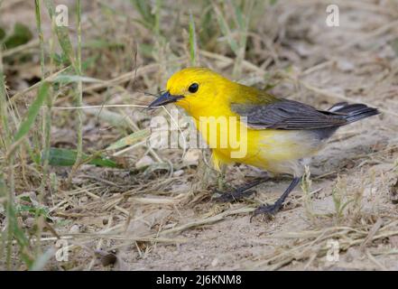 Prothonotary Warbler (Protonotaria citrea) female collecting nesting material, Brazos Bend State Park, Needville, Texas, USA. Stock Photo