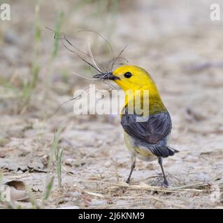 Prothonotary Warbler (Protonotaria citrea) female collecting nesting material, Brazos Bend State Park, Needville, Texas, USA. Stock Photo