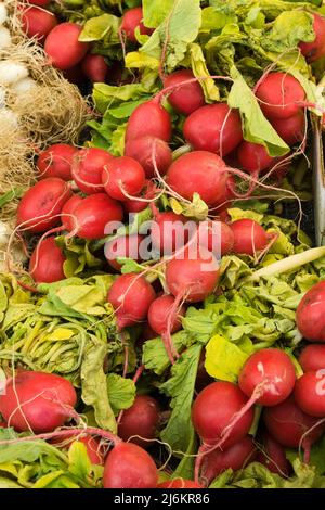 Freshly picked radishes for sale at outdoor market.