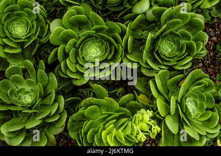 Beautiful background of large green Solar Aeonium rosettes covered with raindrops planted in rows on a lawn in a garden Stock Photo