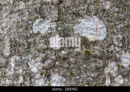 Close-up texture of grey beech tree bark with white spots of lichen, macro image background with low contrast and low saturation Stock Photo