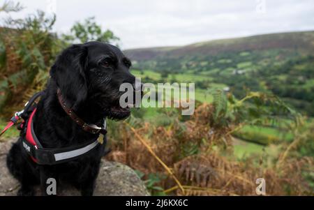 Black Dog sitting on a rock in the black mountains of Wales Stock Photo