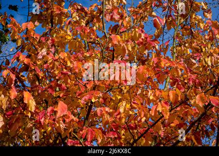 Autumn Leaves against Blue Sky Stock Photo