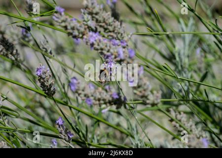 Honey Bee on Lavender plant in an English garden Stock Photo