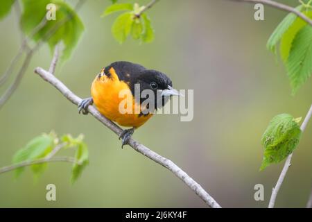 Male Baltimore Oriole perched on tree branch with green background Stock Photo