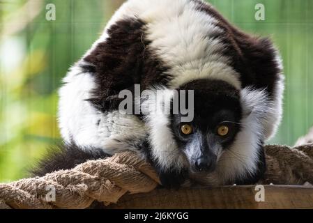 Black & white ruffed lemur (Varecia variegata), a critically endangered species from Madagascar, at the St. Augustine Alligator Farm in Florida. (USA) Stock Photo