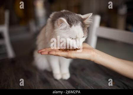 Young woman feeds her lovely cat from hands. Charming family pets and people's tendance them Stock Photo