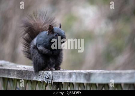 A close-up view of an eastern gray squirrel (Sciurus carolinensis) with a black coat of fur sitting on its hind legs on a wooden fence. Stock Photo