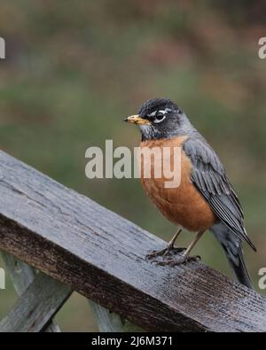 An American robin (Turdus migratorius) is seen close up, perched on the top of a wooden face. Stock Photo