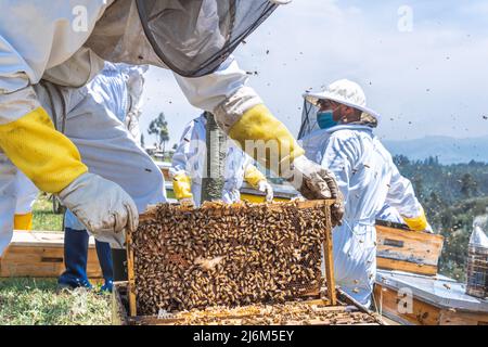 Close-up of beekeeper placing a frame on the honeycomb Stock Photo