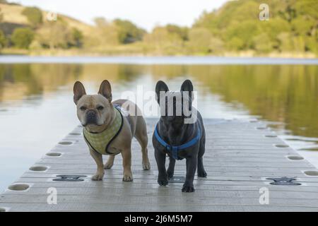 Red Tan and Blue Isabella French Bulldogs Standing on the Lake Dock in Northern California. Stock Photo