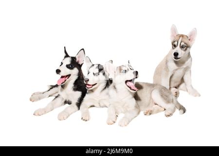 Group of puppies breed the Huskies isolated on white background Stock ...