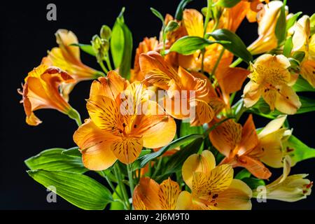 View of yellow flowers Lily of the Incas close up Stock Photo