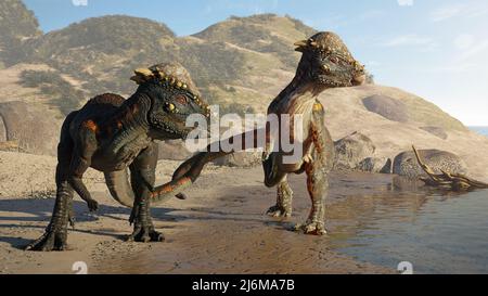 Pachycephalosaurus, dinosaur couple from the Late Cretaceous period walking on the beach Stock Photo
