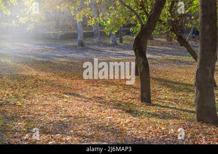 The city park in the morning. Bright sunlight reflects off the fallen leaves and grass on the lawn. Stock Photo