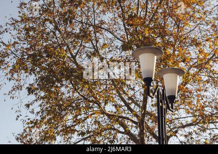 A white street lamp in front of the autumn trees in the park. White cone-shaped lantern. Tall plane trees in the background. Stock Photo