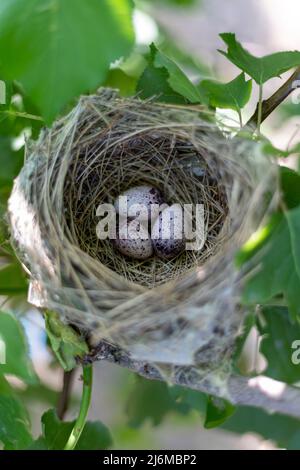 Bird nest with three eggs on a tree branch Stock Photo